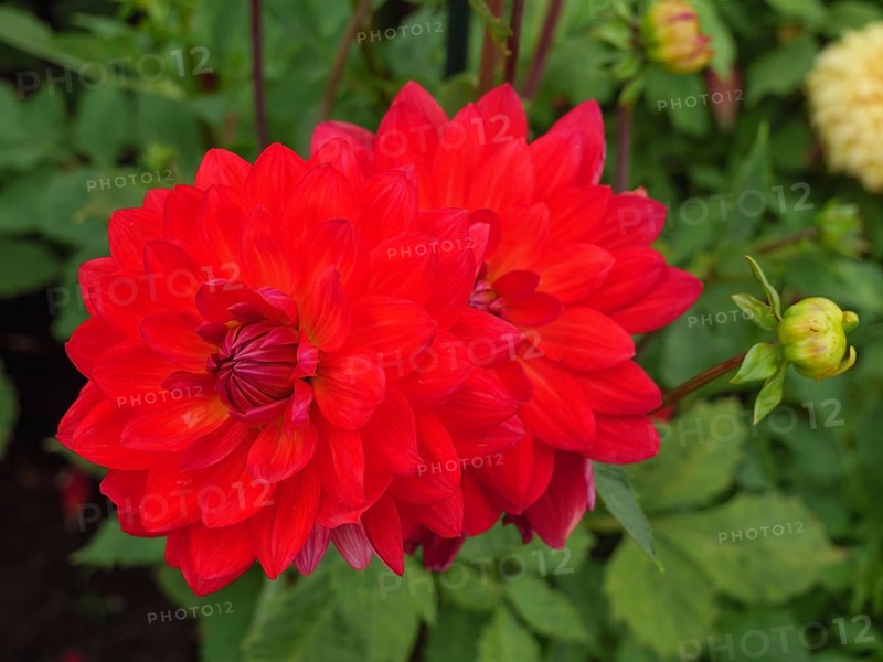 Vibrant red flower in the garden with green leaves that radiates summer freshness, dahlias