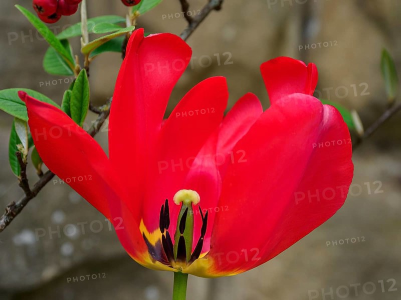 Close-up of a red tulip flower with green leaves in the background, Trier, Germany, Europe
