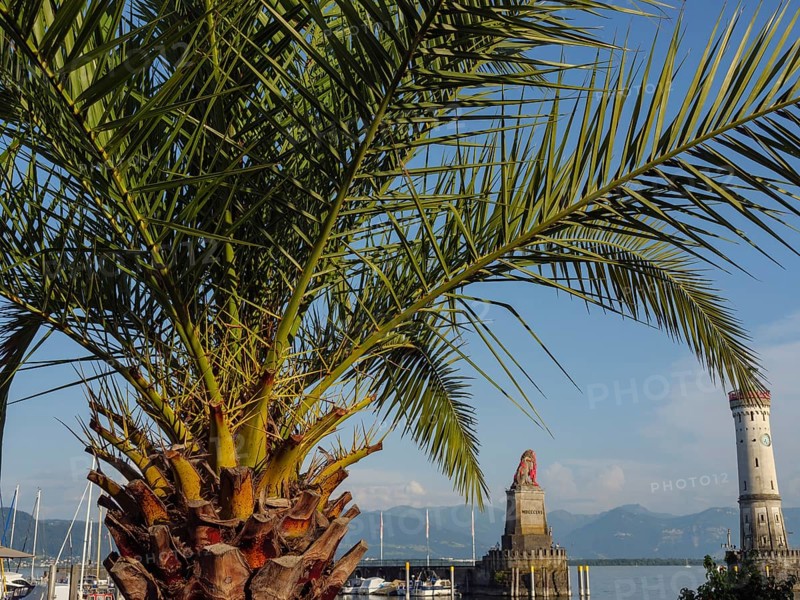 Palm trees framing a harbour with statue and lighthouse in sunny weather, Lindau, Lake Constance, Germany, Europe