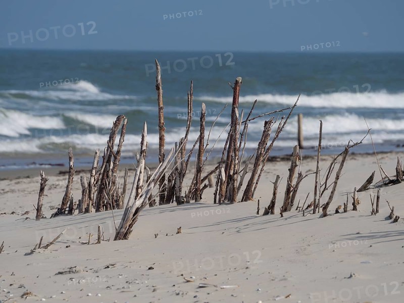 Close-up of a beach with driftwood stumps and the sea in the background, juist, east frisia, germany