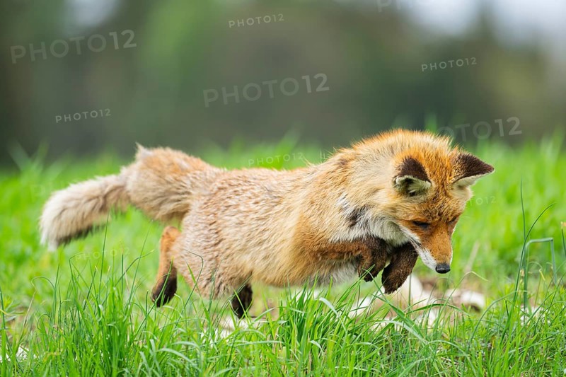 Red fox (Vulpes vulpes) hunting, jumping on a meadow, Bavaria, Germany, Europe