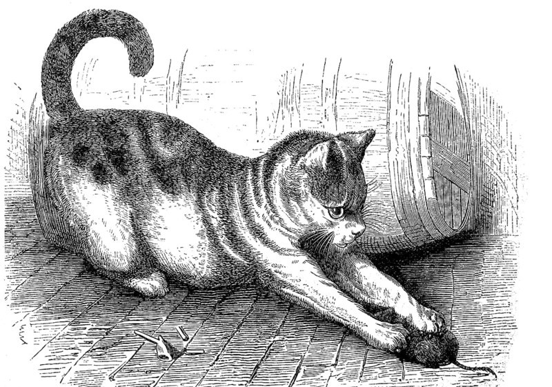 Domestic cat with a captured mouse, Felis domestica, 1880, Historical, digital reproduction of an original from the 19th century