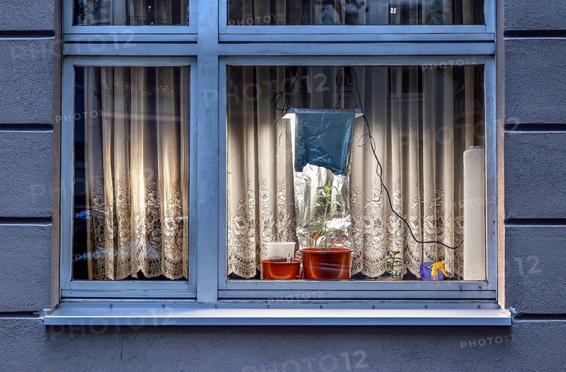 A cannabis lamp provides light to a cannabis plant placed on a windowsill in a flat. Up to three cannabis plants may be grown privately in Germany for personal consumption, Berlin, 02.08.2024., Berlin, Berlin, Germany, Europe