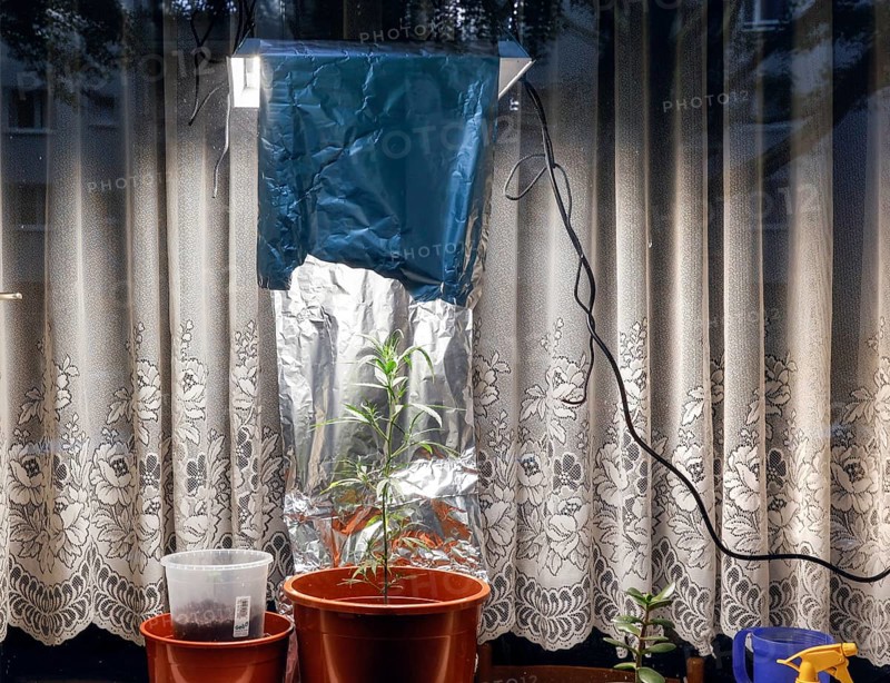 A cannabis lamp provides light to a cannabis plant placed on a windowsill in a flat. Up to three cannabis plants may be grown privately in Germany for personal consumption, Berlin, 02.08.2024., Berlin, Berlin, Germany, Europe
