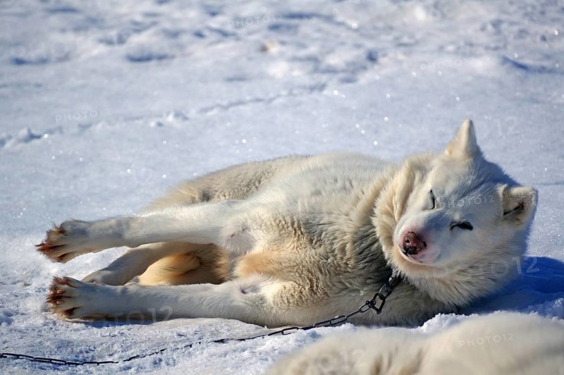 Sled dog lying in the snow and resting, typical winter environment, Ilulissat, Greenland, Denmark, North America