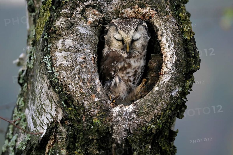 Tengmalm's owl (Aegolius funereus), adult, sleeping in a tree in autumn, looking out of a tree hollow, Sumava, Czech Republic, Europe