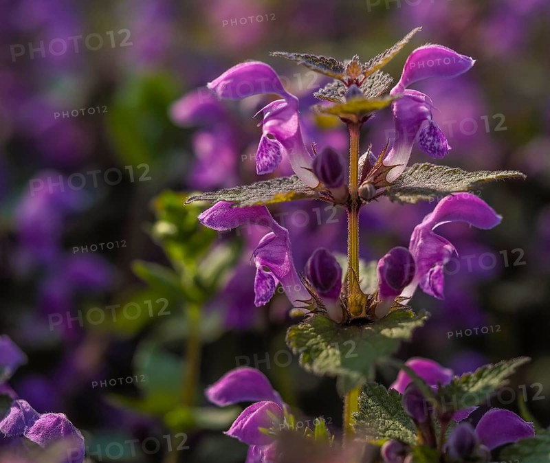 Macro shot of a purple flower with blurred background and beautiful detail Salvia pratensis meadow sage medicinal plant