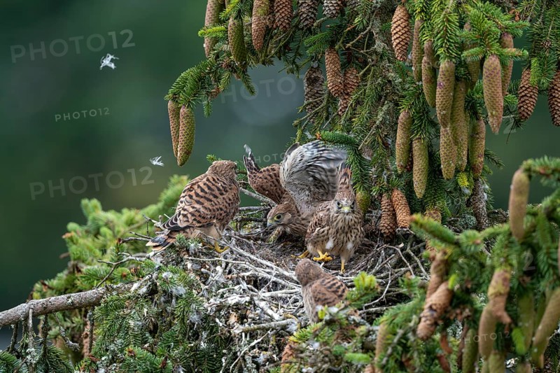 Common kestrel (Falco tinnunculus), young birds not yet ready to fly in the nest, Rhineland-Palatinate, Germany, Europe