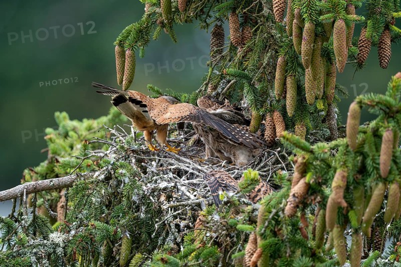 Common kestrel (Falco tinnunculus), male adult bird hands a mouse to a young bird not yet able to fly in the nest, Rhineland-Palatinate, Germany, Europe