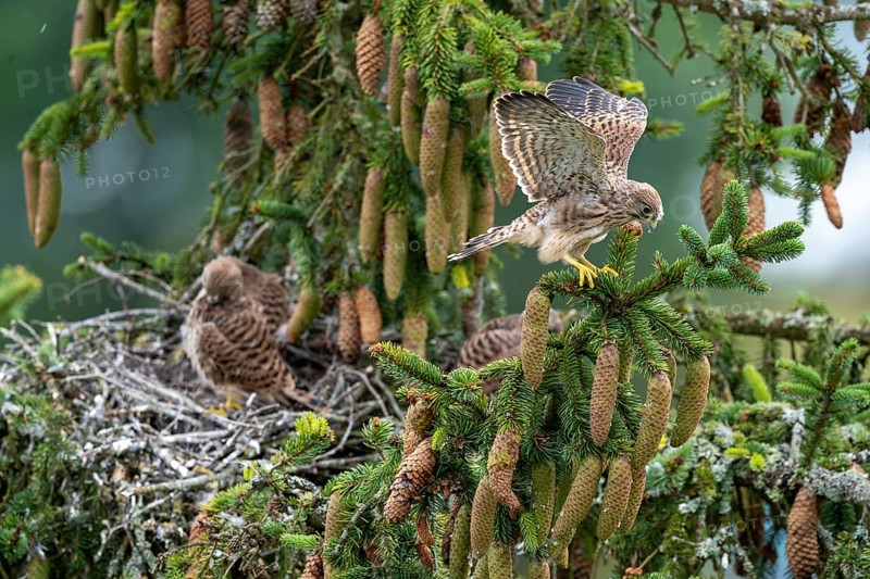 Common kestrel (Falco tinnunculus), a young bird not yet able to fly sitting on a branch outside the nest, Rhineland-Palatinate, Germany, Europe