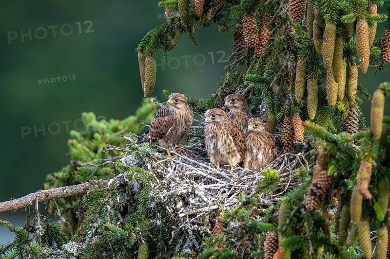 Common kestrel (Falco tinnunculus), young birds not yet ready to fly in the nest, Rhineland-Palatinate, Germany, Europe