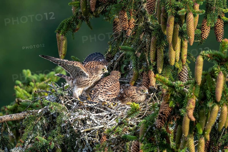 Common kestrel (Falco tinnunculus), young birds not yet ready to fly in the nest, Rhineland-Palatinate, Germany, Europe