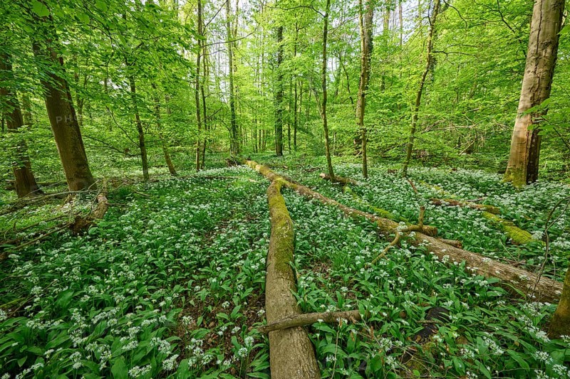 Light-flooded forest with green leaves and blooming wild garlic on the forest floor in spring, Kinzigaue, Erlensee, Hanau, Hesse, Germany, Europe