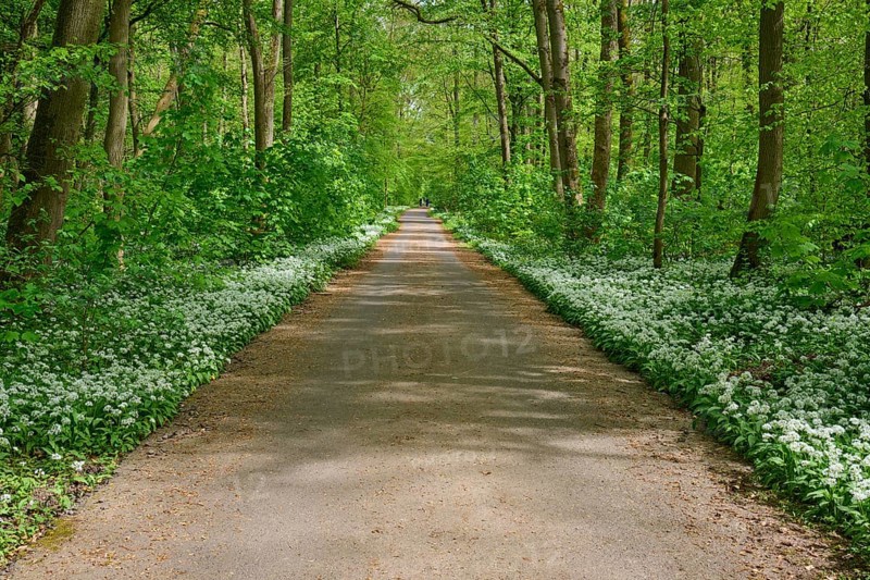 A forest path with wild garlic surrounded by green trees conveys peace and springtime feelings, Kinzigaue, Erlensee, Hanau, Hesse, Germany, Europe