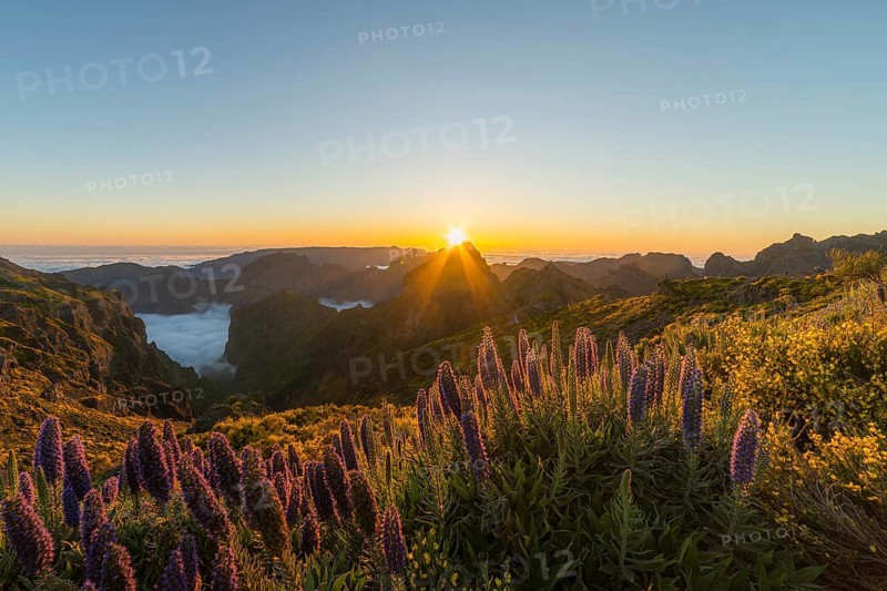 Pico do Arieiro. Mountains and Blooming Pride of Madeira Flowers at Sunset. Cloud Inversion. Portugal