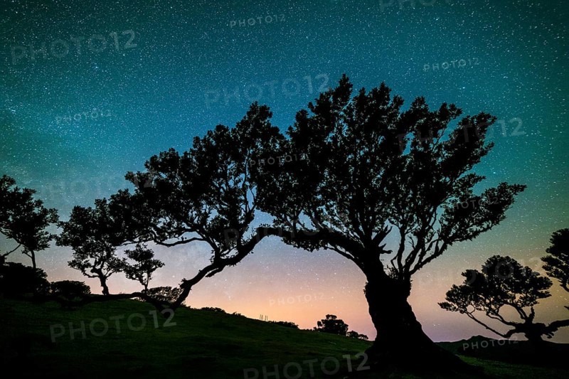 Tree in Fanal Forest, Blue and Pink Sky Full of Stars at Night. Madeira, Portugal, Europe