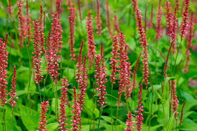 Candle knotweed (Persicaria amplexicaulis), North Rhine-Westphalia, Germany, Europe