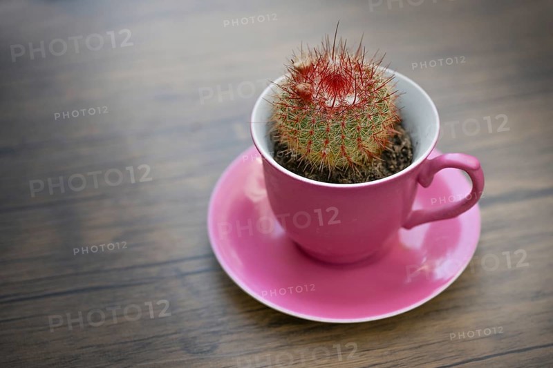 Small potted cactus with buds growing in a pink coffee cup as a fancy table decoration, copy space, selected focus, narrow depth of field