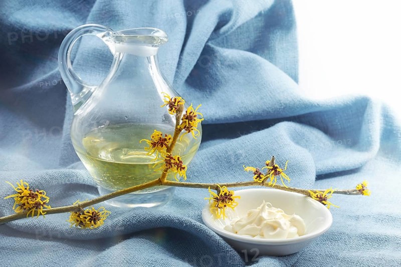 Hamamelis or witch hazel, skin cream in a bowl and essence in a glass jug, blooming twig on a blue napkin, medical plant for natural cosmetics, copy space, selected focus, narrow depth of field