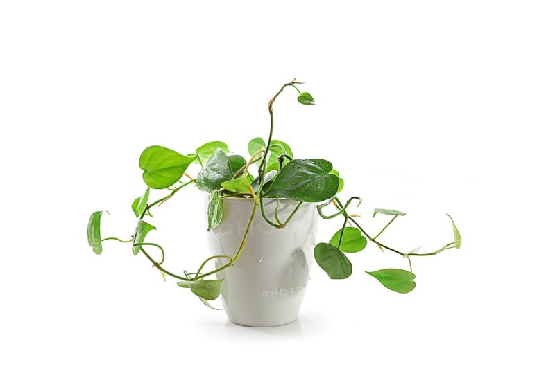 Philodendron scandens, evergreen climber with heart shaped leaves, young plant potted as houseplant in a ceramic flowerpot, isolated on a white background, copy space, selected focus