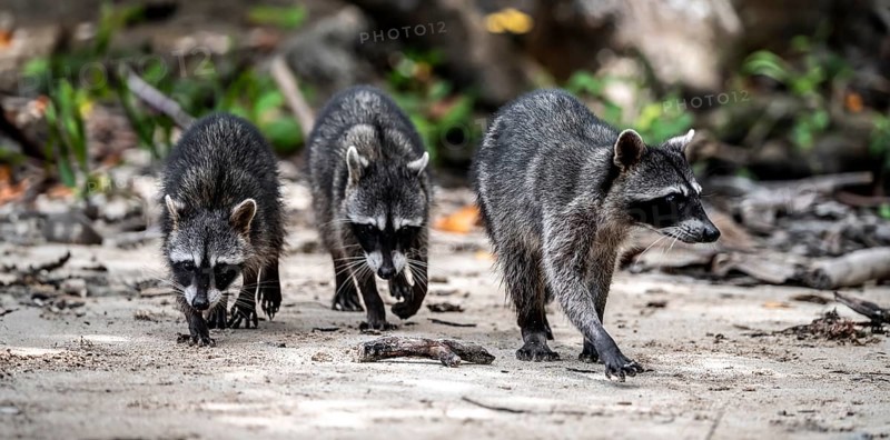 Three raccoon (Procyon lotor) foraging for food, Parque Nacional Cahuita, Costa Rica, Central America