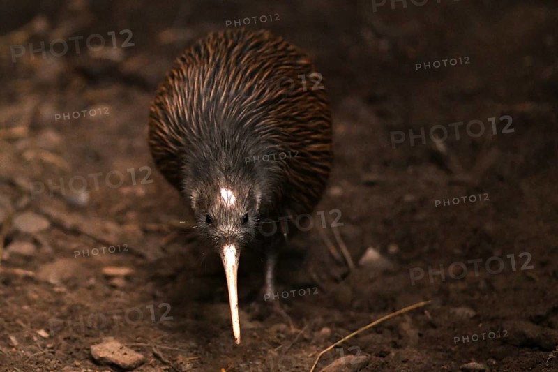 The North Island brown kiwi, Apteryx mantelli, is the most common kiwi, with about 35, 000 remaining, in the wild in New Zealand. This bird holds the world record for laying the largest eggs relative to its body size