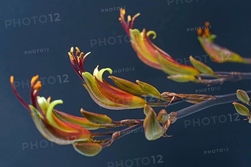 Flowers of New Zealand swamp flax, Phormium tenax, against a grey background