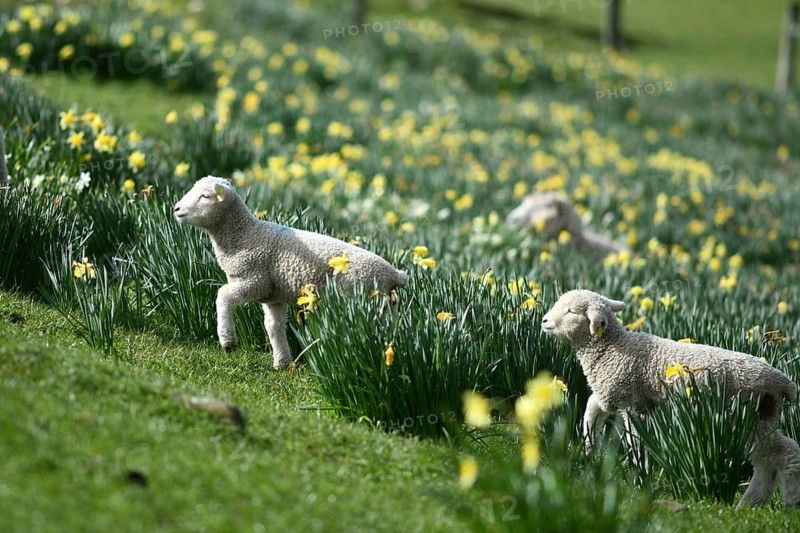 Spring lambs and sheep in a paddock of daffodils near Ikamatua, West Coast, New Zealand, Oceania