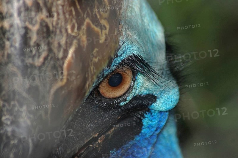 Portrait of cassowary, Casuarius casuarius, Queensland, Australia, Oceania