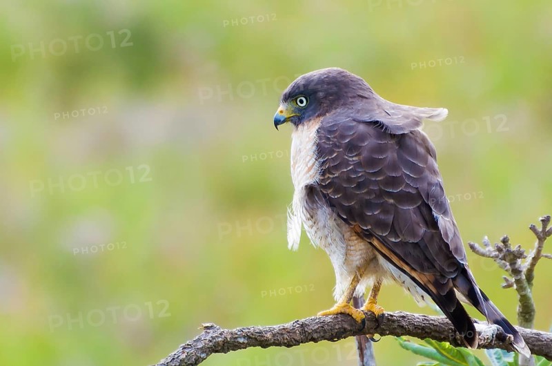 Beautiful Hawk-hawk bird or Roadside Hawk (Rupornis magnirostris) in a tree in the Brazilian wetland