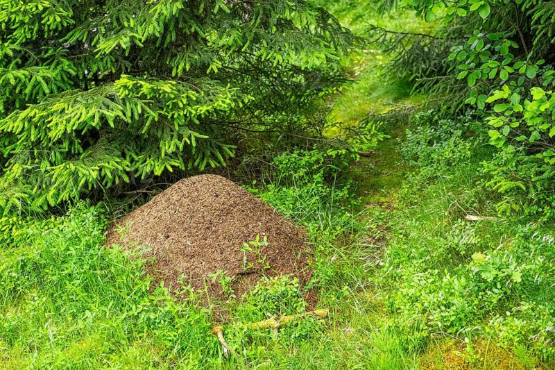 Wood ants (Formica rufa) anthill in a forest, Bavaria, Germany, Europe