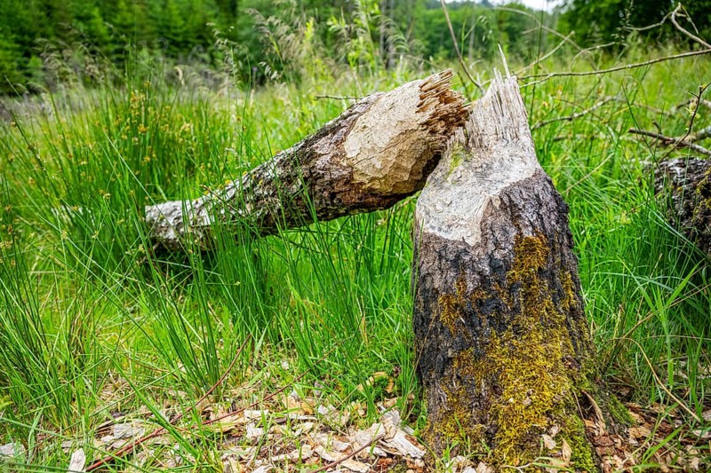 Close-up of a tree felled by a European beaver (Castor fiber) lying grass, Upper Palatinate, Bavaria, Germany, Europe