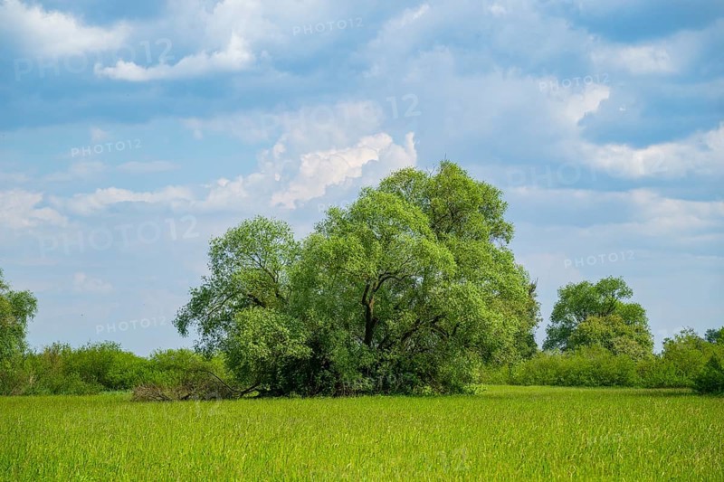 An old cradle (Salix fragilis) stands on a tall meadow, above it clouds in the sky near Pfatter, Upper Palatinate, Bavaria, Germany, Europe