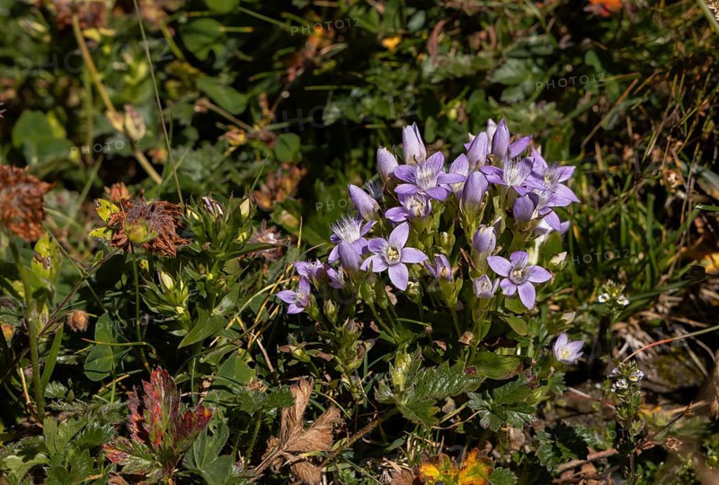 Tufts of gentian (Gentiana ramosa) also known as rich-branched gentian