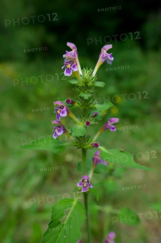 Flowering Stachys in the forest, summer, August, Schwäbisch-Franconian Forest Nature Park, Schwäbisch Hall, Hohenlohe, Heilbronn-Franconia, Baden-Württemberg, Germany, Europe