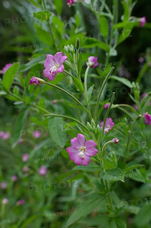 Great willowherb (Epilobium hirsutum), summer, August, Swabian-Franconian Forest nature park Park, Schwäbisch Hall, Hohenlohe, Heilbronn-Franconia, Baden-Württemberg, Germany, Europe