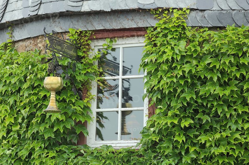 Sign with golden mug from the restaurant Zum Türmchen, window, mug, golden, reflection, ivy, plant growth, overgrown, idyll, Hofheim, Taunus, Hesse, Germany, Europe