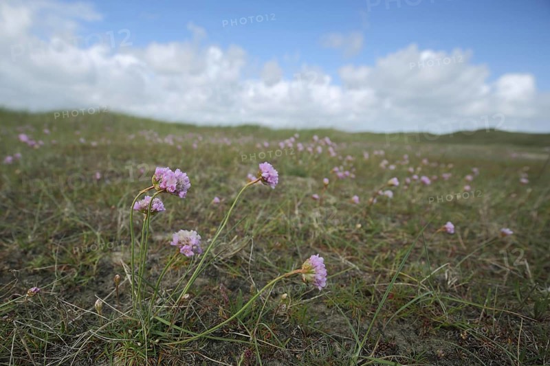Sea thrift (Armeria maritima), landscape, Nationaal Park Duinen, De Slufter, Texel, Netherlands
