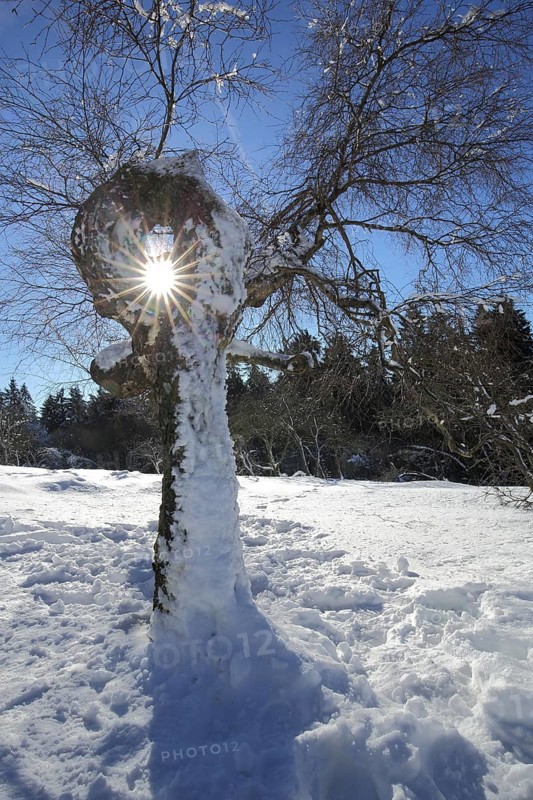 Bizarre warty birch (Betula pendula) backlit with snow in winter, bizarre, hole, see through, gnarled, Kleiner Feldberg, Schmitten, Taunus, Hesse, Germany, Europe