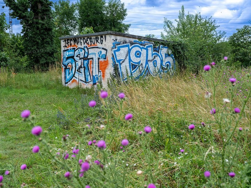 Graffiti 1. FC Magdeburg since 1965 on a wall at Jersleber See. In the European Cup, 1. FC Magdeburg reached the quarter-finals in the 1965-66 season after an 8:1 victory over FC Sion on 17 November 1965, the highest victory in its European Cup history., Jersleben, Saxony-Anhalt, Germany, Europe