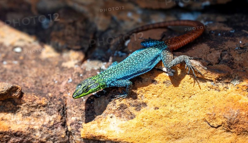 Flat-belted lizard (Platysaurus intermedius wilhelmi), colourful lizard on orange rock, Blyde River Canyon, Mpumalanga, South Africa, Africa
