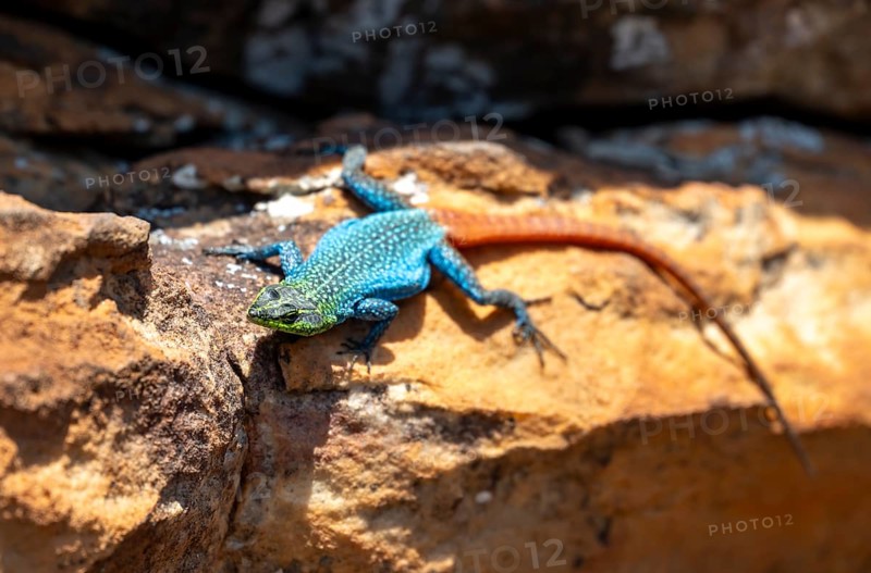Flat-belted lizard (Platysaurus intermedius wilhelmi), colourful lizard on orange rock, Blyde River CanyonMpumalanga, South Africa, Africa