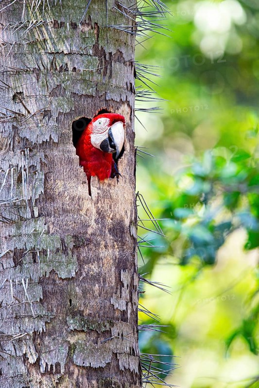 Red-and-green macaw (Ara chloropterus) Buraco das Araras Brazil#