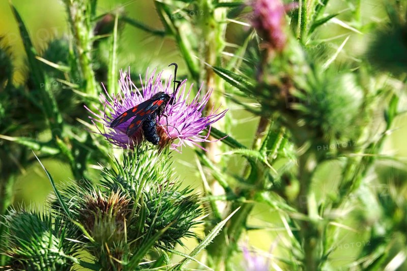 Zygaena filipendulae, Six-spotted Ragwort, July, Saxony, Germany, Europe