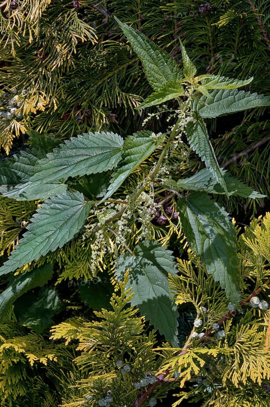 Flowering stinging nettle (Urtica) in a hedge of arborvitae or thuja (Thuja), Allgäu, Swabia, Baden-Württemberg, Germany, Europe