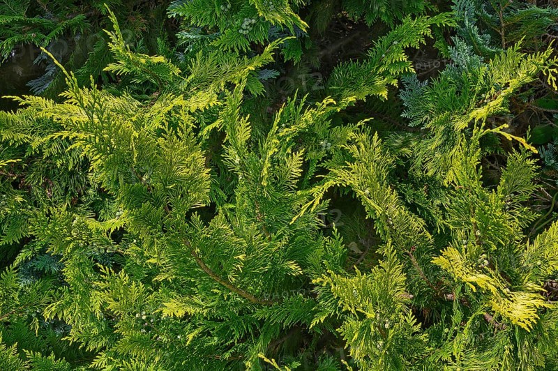 Branches in a hedge of arborvitae or thuja (Thuja), Allgäu, Swabia, Baden-Württemberg, Germany, Europe