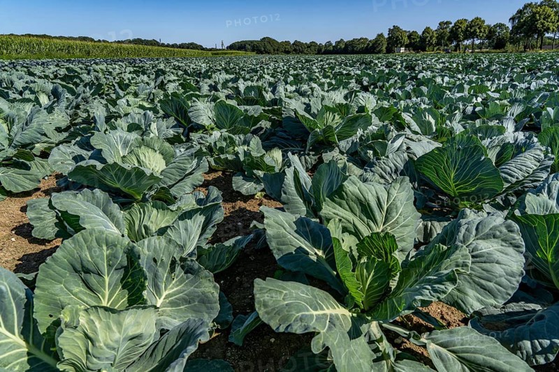 Cabbage cultivation, in a field, young white cabbage, North Rhine-Westphalia, Germany, Europe
