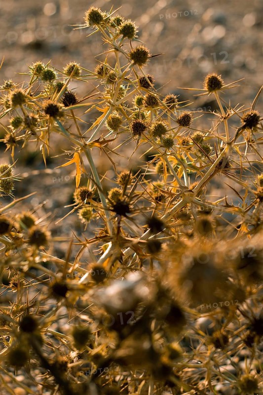 Macro image of a golden thistle detail.Cnicus benedictus.Golden dry prickly flower bush background, AI generated