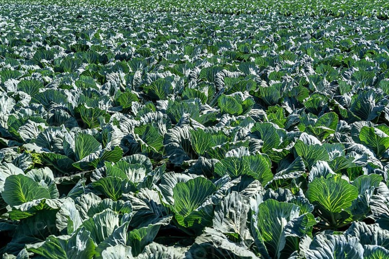 Cabbage cultivation, in a field, young white cabbage, North Rhine-Westphalia, Germany, Europe