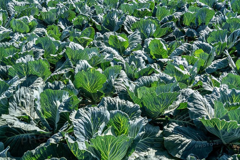 Cabbage cultivation, in a field, young white cabbage, North Rhine-Westphalia, Germany, Europe